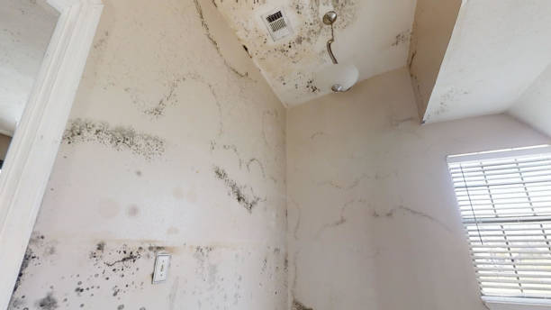 Best Mold Documentation for Insurance Claims  in Paia, HI