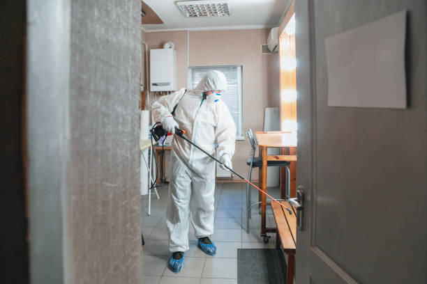 Best Mold Odor Removal Services  in Paia, HI