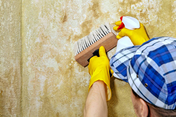 Asbestos and Lead Testing During Mold Inspection in Paia, HI