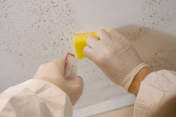Best HVAC Mold Inspection and Cleaning  in Paia, HI